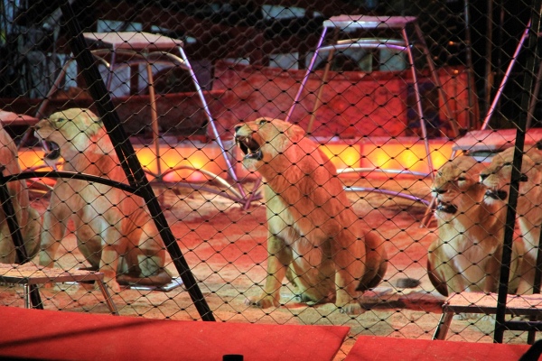 Krone2011   108.jpg